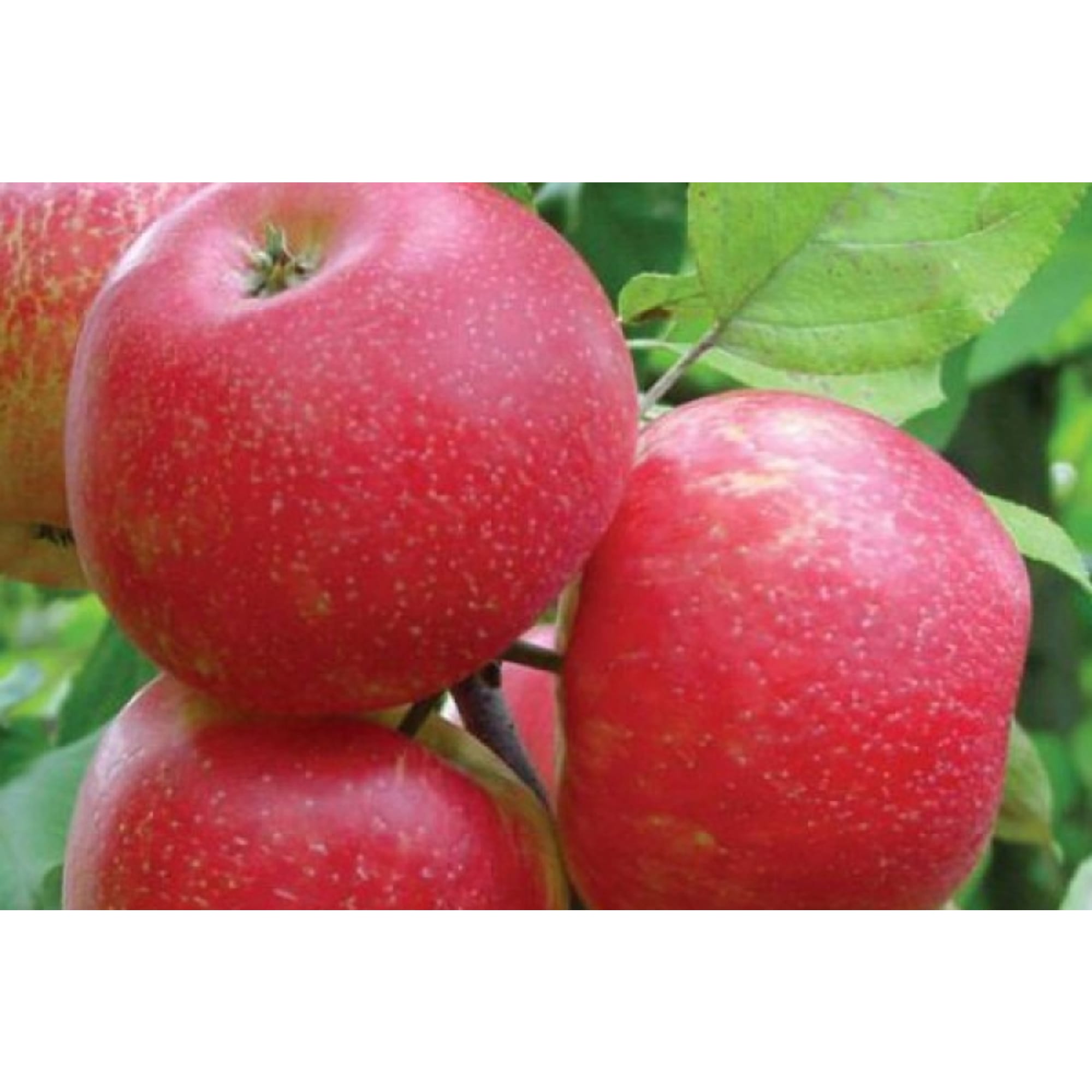 85608231 Яблоня Хонейкрисп ø20 h140 см Santreyd 