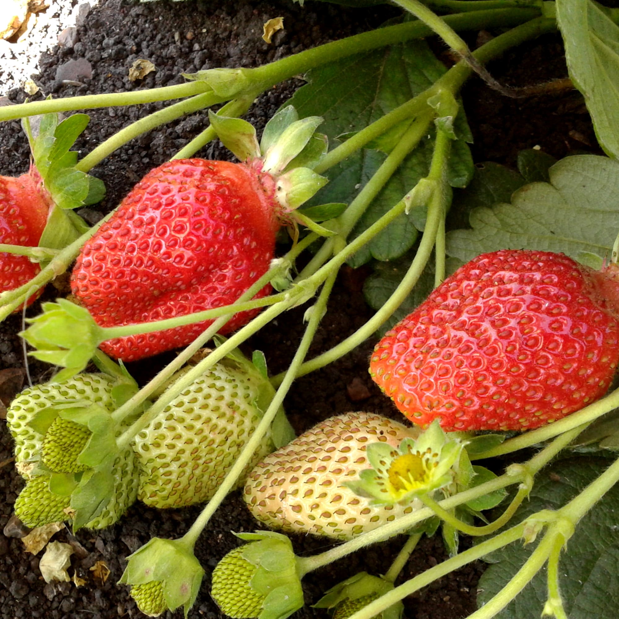 81954885 Земляника садовая «Вима Рина Р9» (клубника) Santreyd 