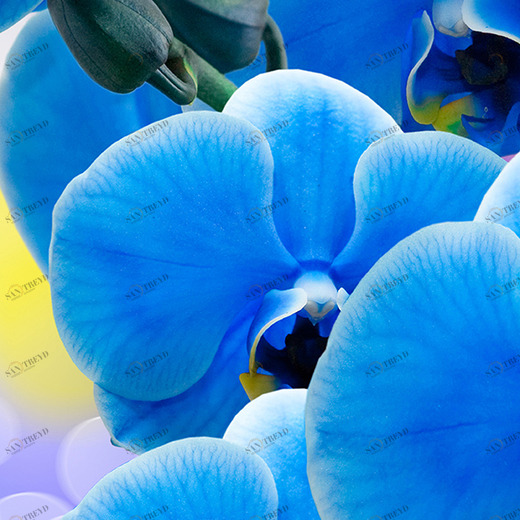 A1-088 Фотообои DIVINO Collection A 2.7х1 м A1088