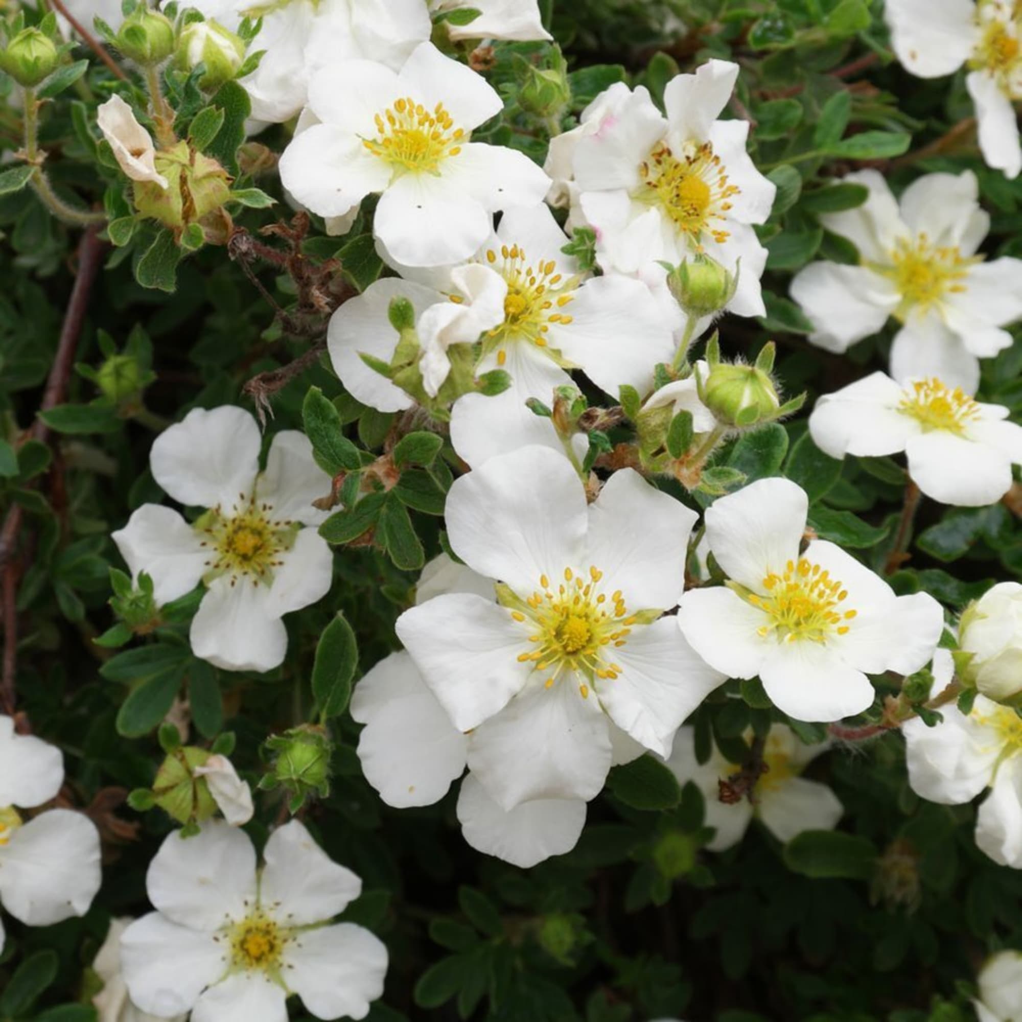 82595156 Лапчатка «Абботсвуд» 15x30 см Santreyd  - Вид №2