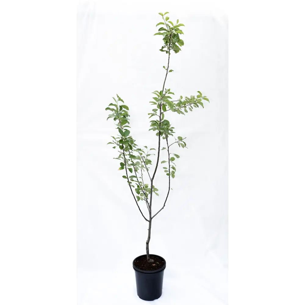 Яблоня Жигулевское — саженец плодового дерева с урожаем в августе 82585454 Santreyd STLM-0960922