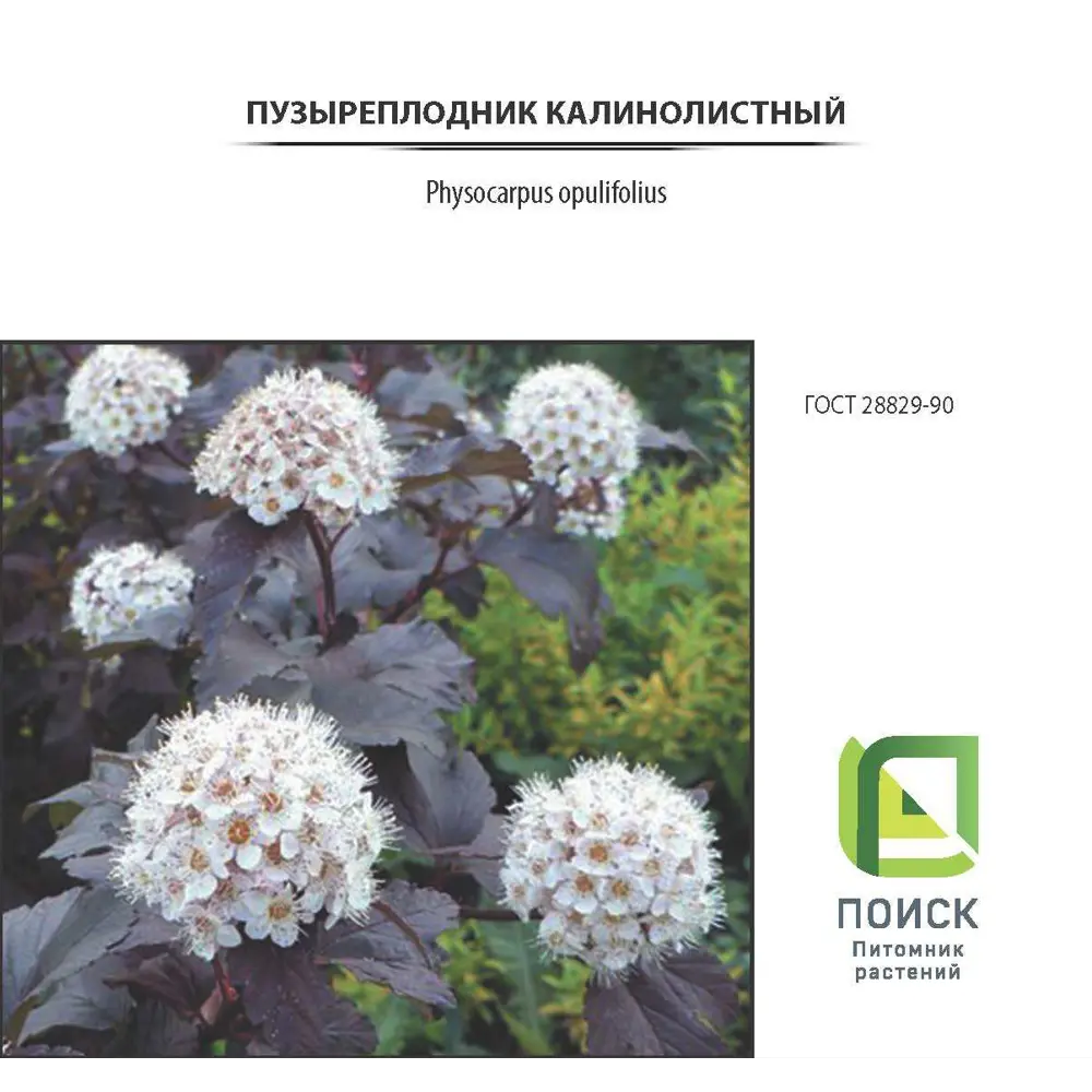 Пузыреплодник калинолистный «Леди Ин Ред» Santreyd - декоративный кустарник 3 л 81968690 STLM-0960552
