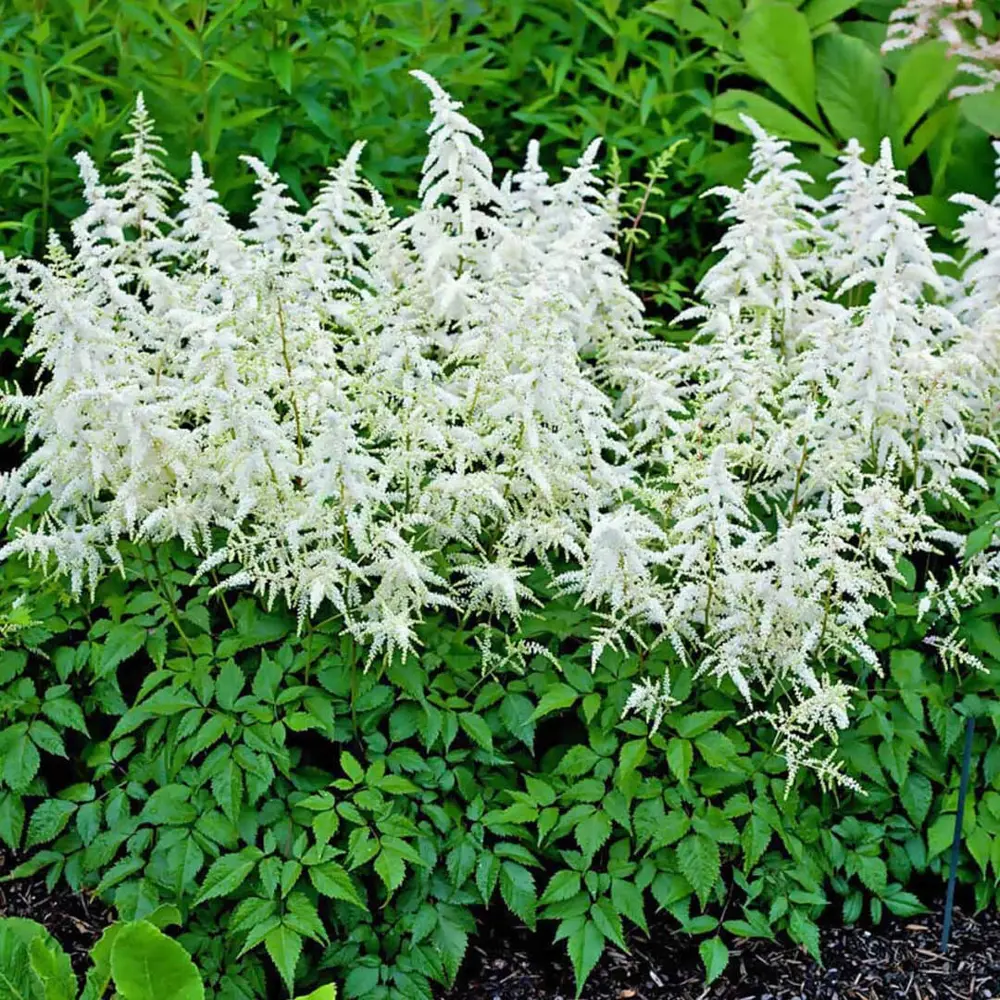 Астильба Дойчланд ø15 h40 см PLANTMARKET STLM-2159347 - Вид №1