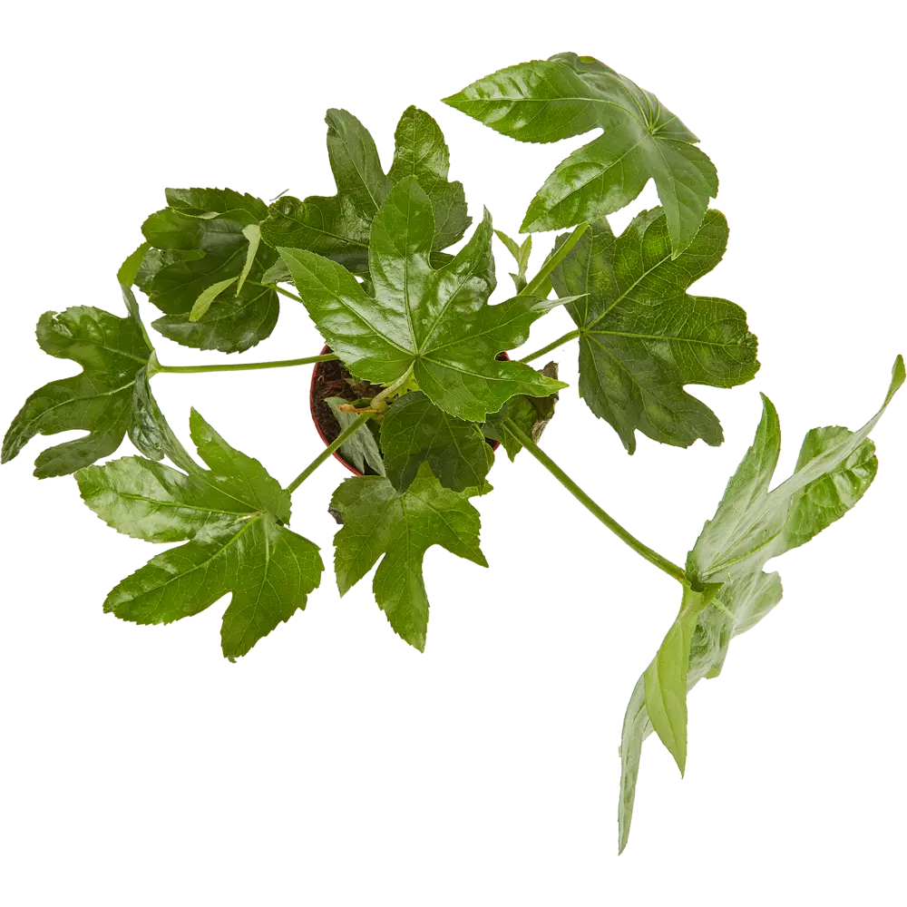 Santreyd Фатсия — изумрудная крона для интерьера 11945640 STLM-0954226 - Вид №1