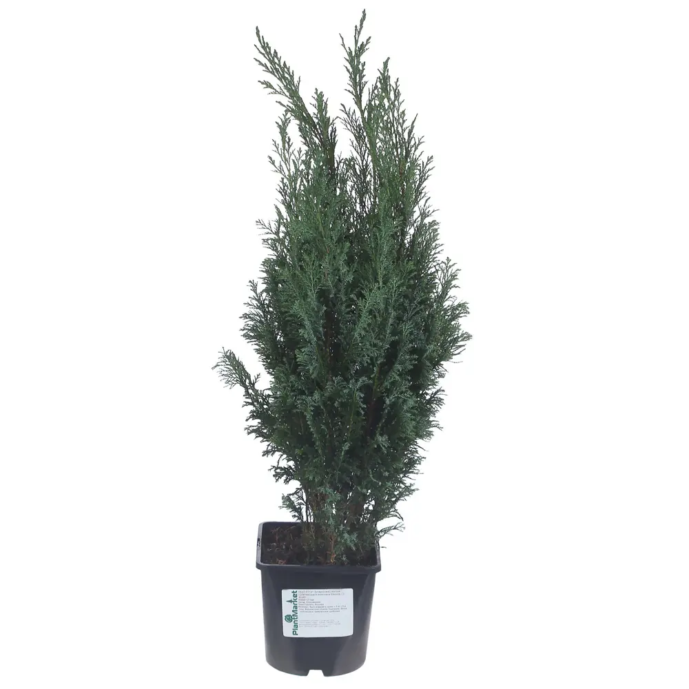 Кипарисовик Лавсона «Элвуди» С2, 40-50 см 81969331 STLM-2001507 PLANTMARKET 