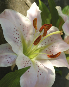 3245 500 a3 Искусственная лилия звездочет, 2-х кратная, 95 см, real touch, светло-розовая H-andreas