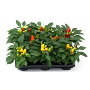 Капсикум микс 10.5x25 см 82877364 STLM-2017027