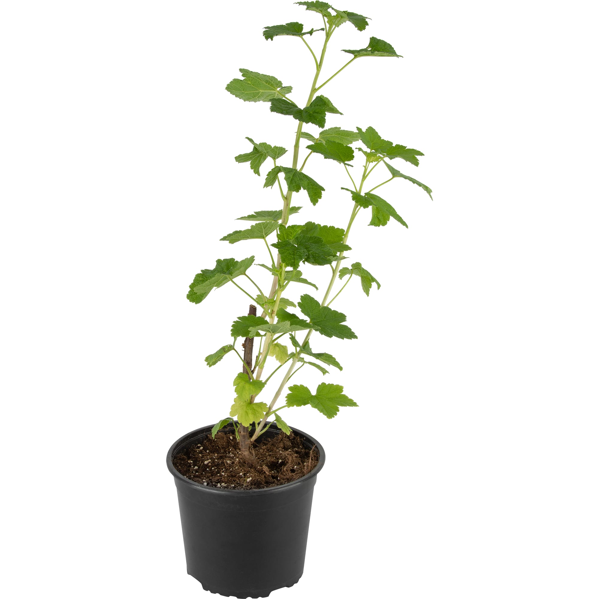 85325560 Смородина красная Йонкер ван Тетс ø17 h30 см Santreyd  - Вид №1