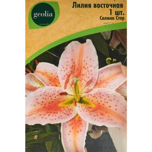 Лилия Geolia восточная Салмон Стар 86408627 STLM-2026324