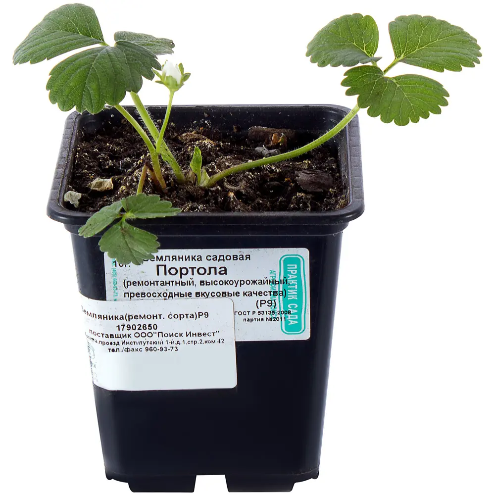 Santreyd - Микс садовой клубники премиальных сортов в контейнере 17902650 STLM-0008978