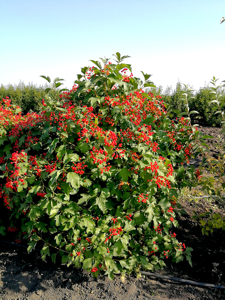 87691088 Калина обыкновенная ø19 h40 - 60 см STLM-0075046 PLANTMARKET