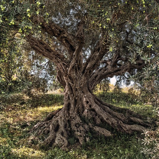 8-531-Olive-Tree Фотообои Komar Scenics Edition 2 2.54х3.68 м 8531OLIVETREE