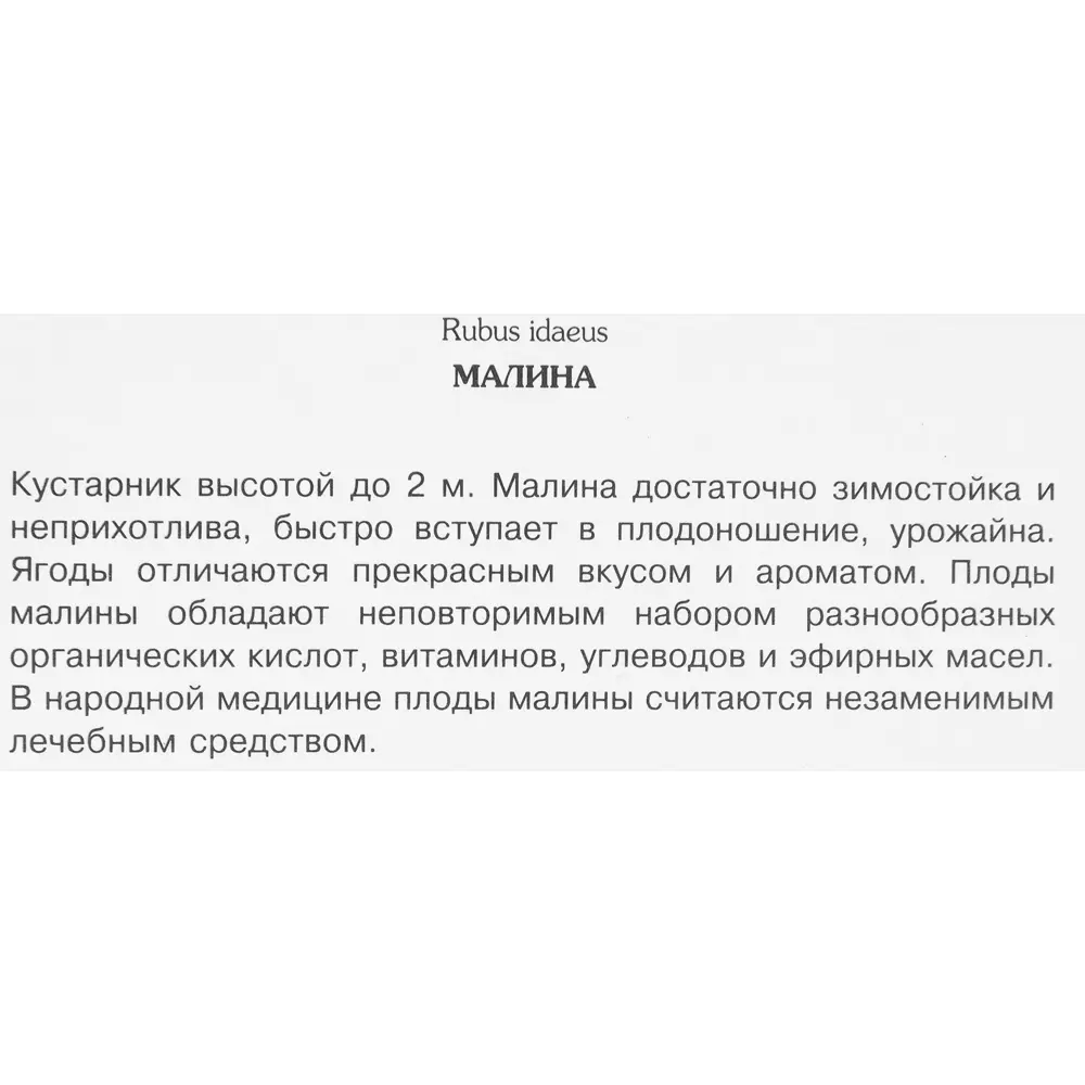 Малина Бабье лето 2 h17 см 83791466 STLM-2195388 Santreyd  - Вид №1