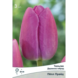 Тюльпан Пепл Прайд ПОИСК - лилово-пурпурный дарвинов гибрид 89381356