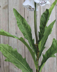 3223 778 a3 Наплечные перчатки искусственные (Digitalis), 127 см, бежево-белые H-andreas