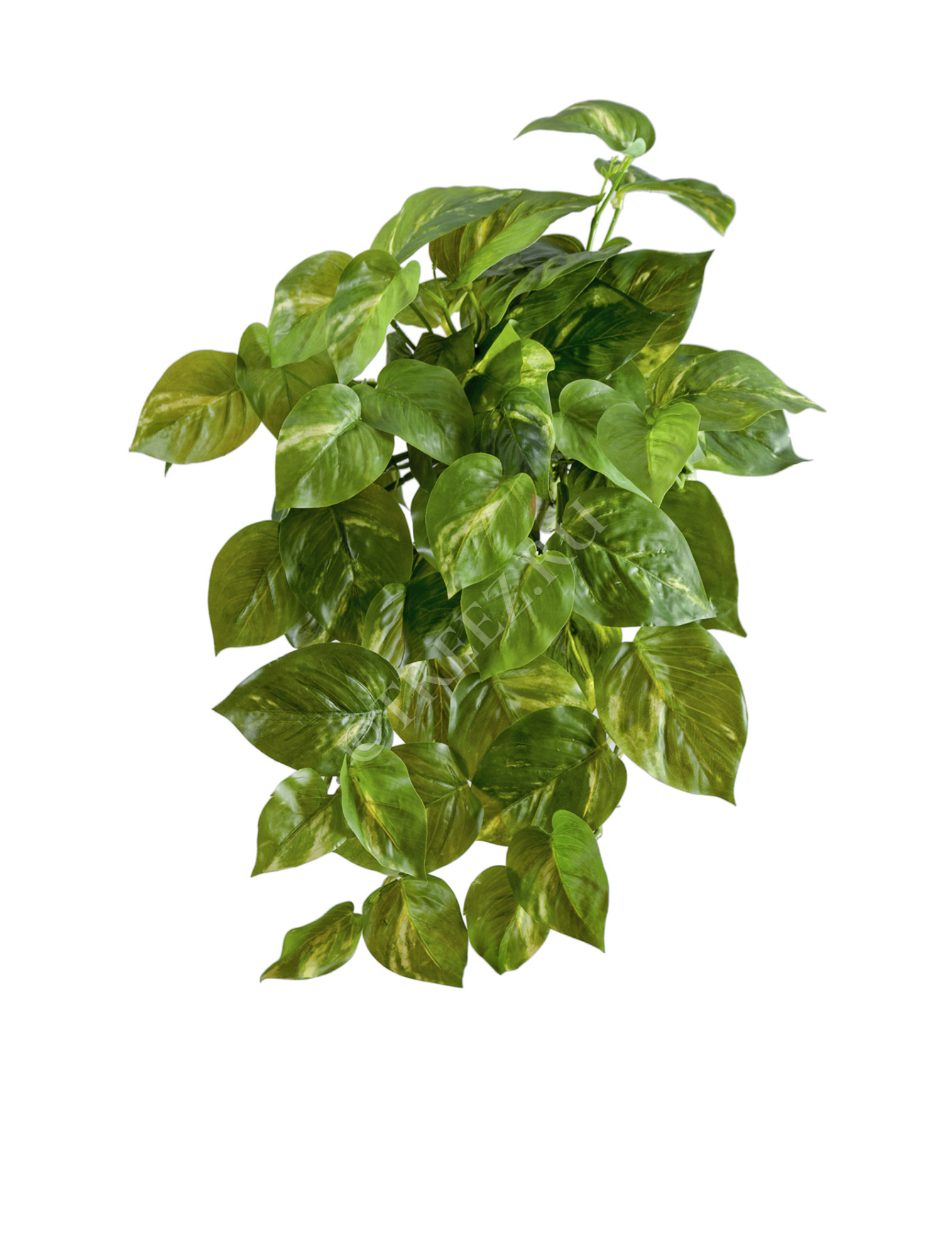 20.1380S Потос крупнолистный ампельный малый Цветочная коллекция 