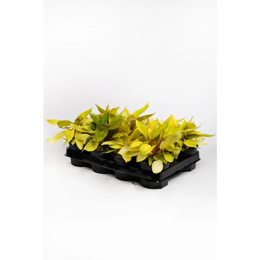 Santreyd Филодендрон Silver Sword с серебристыми листьями 89351066 STLM-0953990 - Вид №10