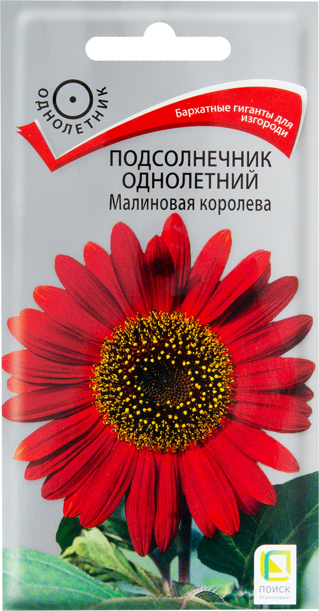 Подсолнечник «Малиновая королева» Santreyd — гигантские бархатные цветы для сада 82102303