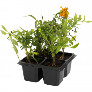 82585300 Тагетес крупноцветковый в кассете, 4 шт.