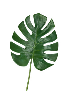 30.0614184 Лист Монстеры большой Цветочная коллекция