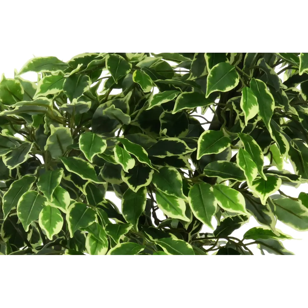 Фикус Наки Дуо Меланж ø21 h160 см Santreyd STLM-2114540 - Вид №4