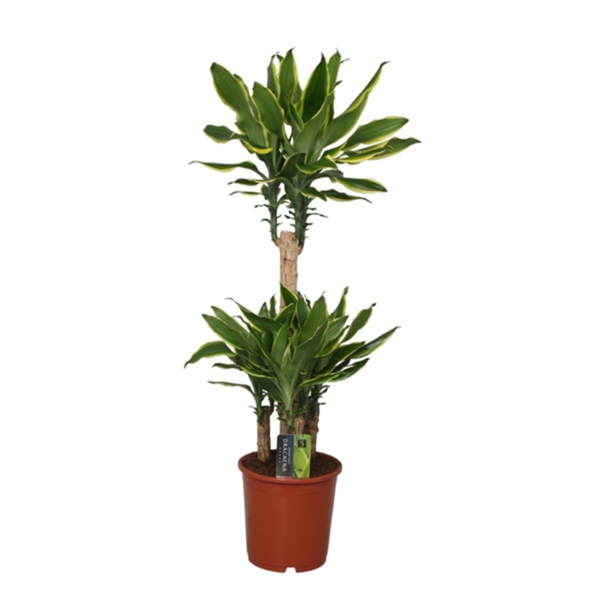 82877334 Драцена Голден Кост 21x90 см Santreyd 