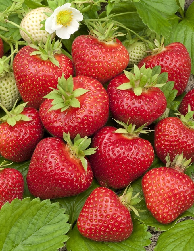 84834865 Земляника Полка ø9 h15 см STLM-0055851 PLANTMARKET