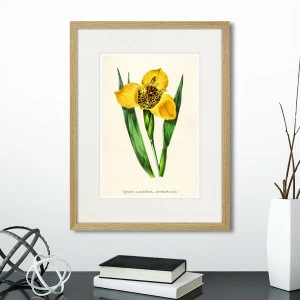 Картина в раме 32х42 см Botany illustration №14, 1836г. КАРТИНЫ В КВАРТИРУ  264494 Желтый;зеленый;разноцветный