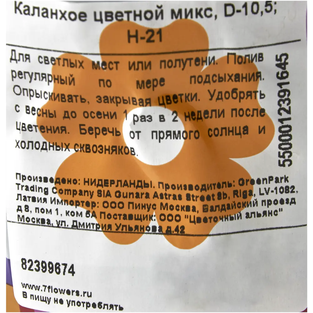 Каланхое цветной микс 10.5x21 см 82399674 STLM-2137088 Santreyd  - Вид №2