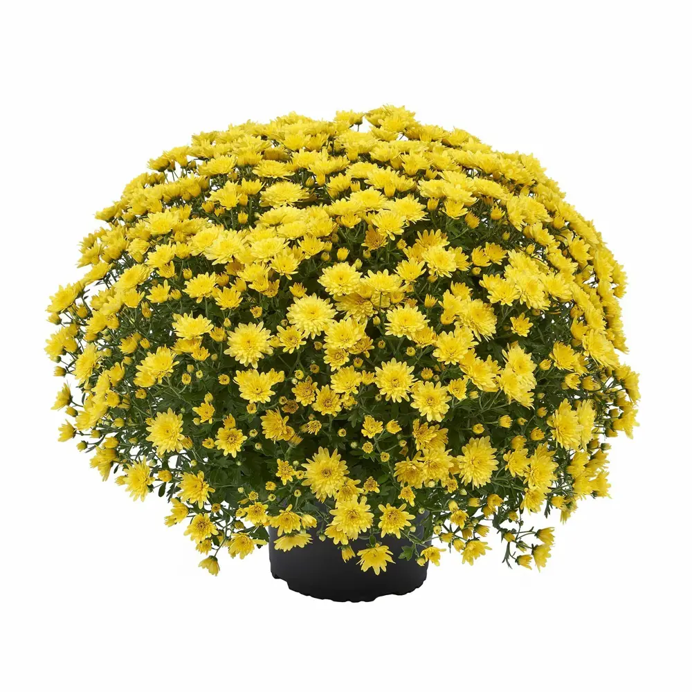 Santreyd Хризантема декоративная в горшке с лимонными соцветиями 83248131 STLM-1501516