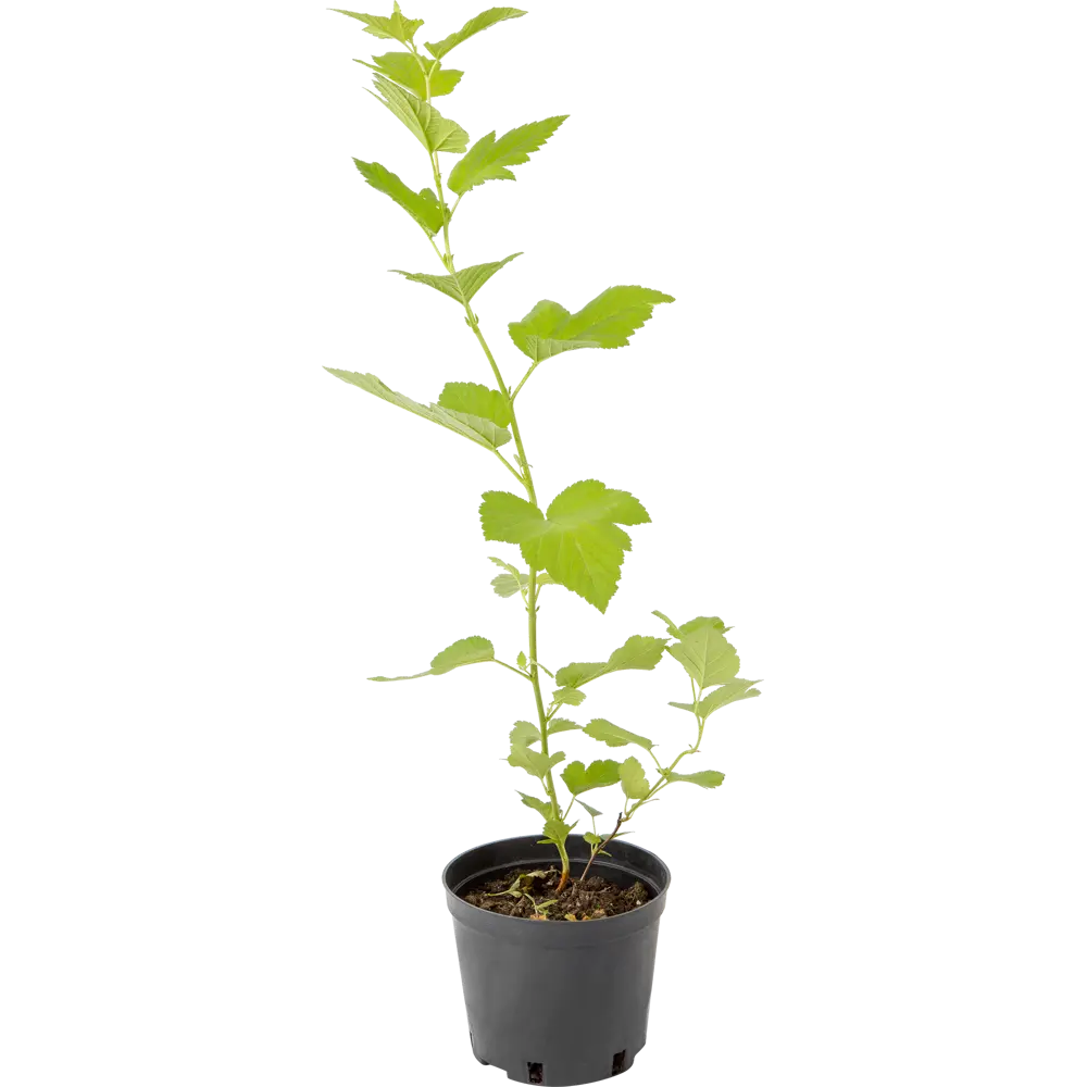 Пузыреплодник калинолистный «Лютеус» C1.5 PLANTMARKET STLM-2198331