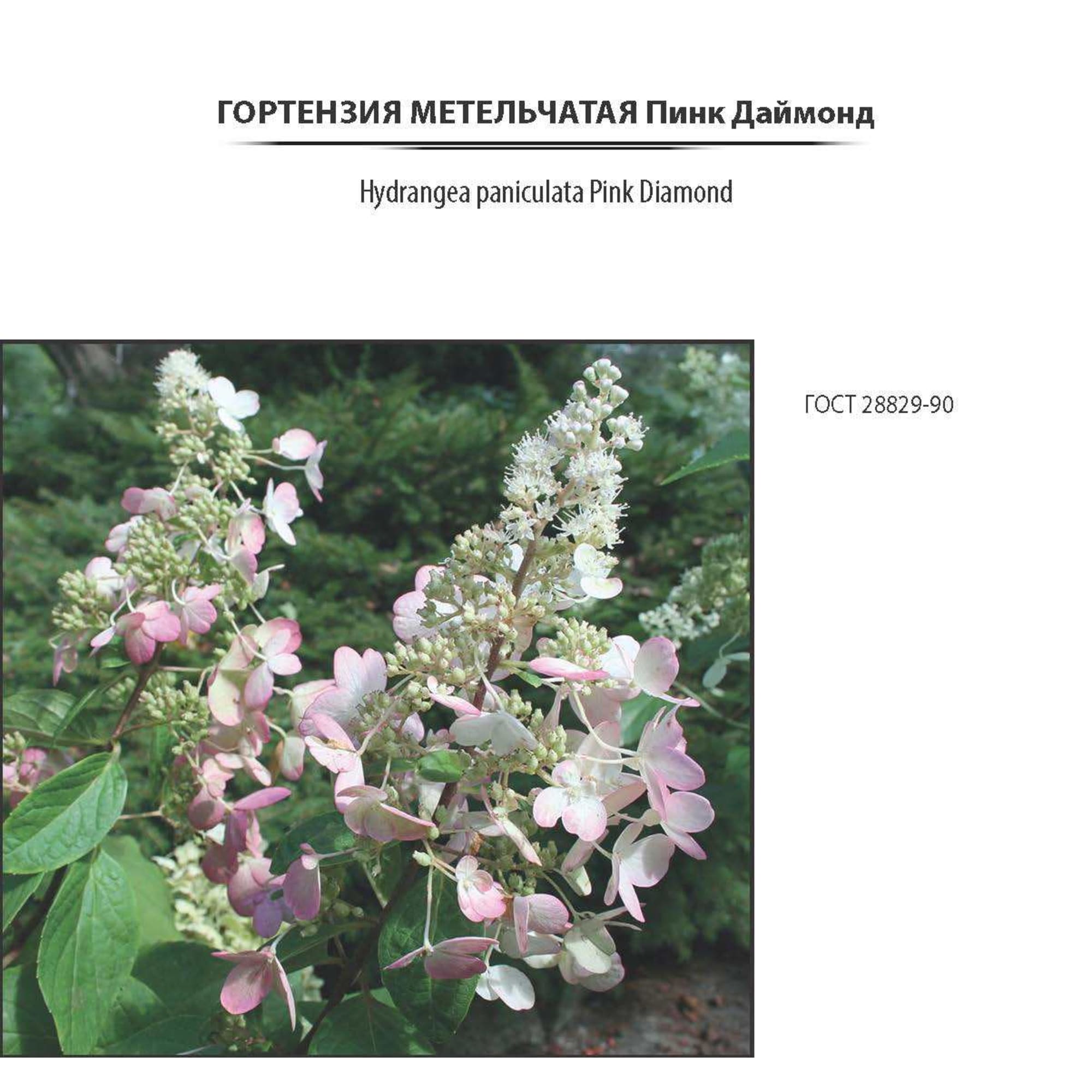 18016158 Гортензия Пинк Даймонд метельчатая, цвет бело-розовый Santreyd  - Вид №1