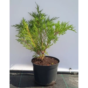 Можжевельник казацкий Сабина ø19 см h40-60 см 85088127 STLM-2005870