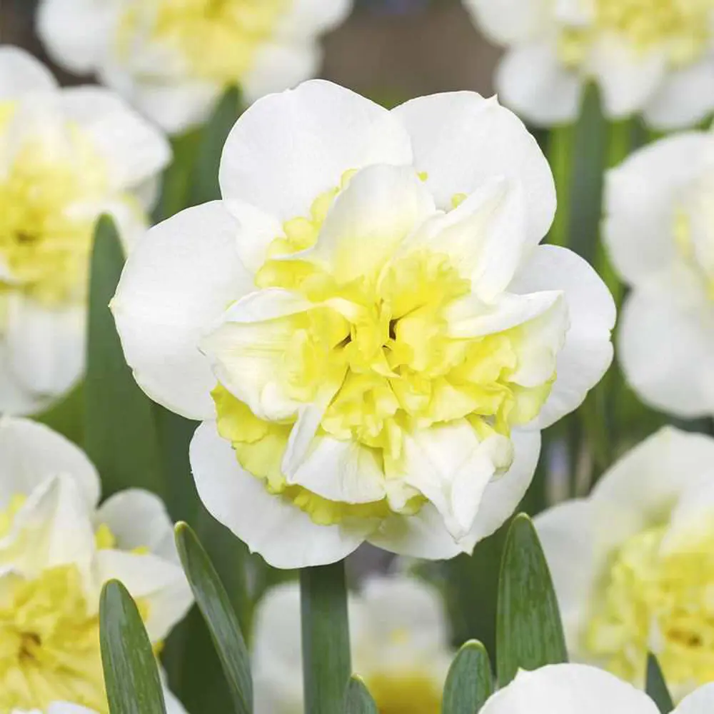 Луковицы нарцисса махрового Амира 12/14 - многолетние белые цветы 89432935 Santreyd STLM-1580748