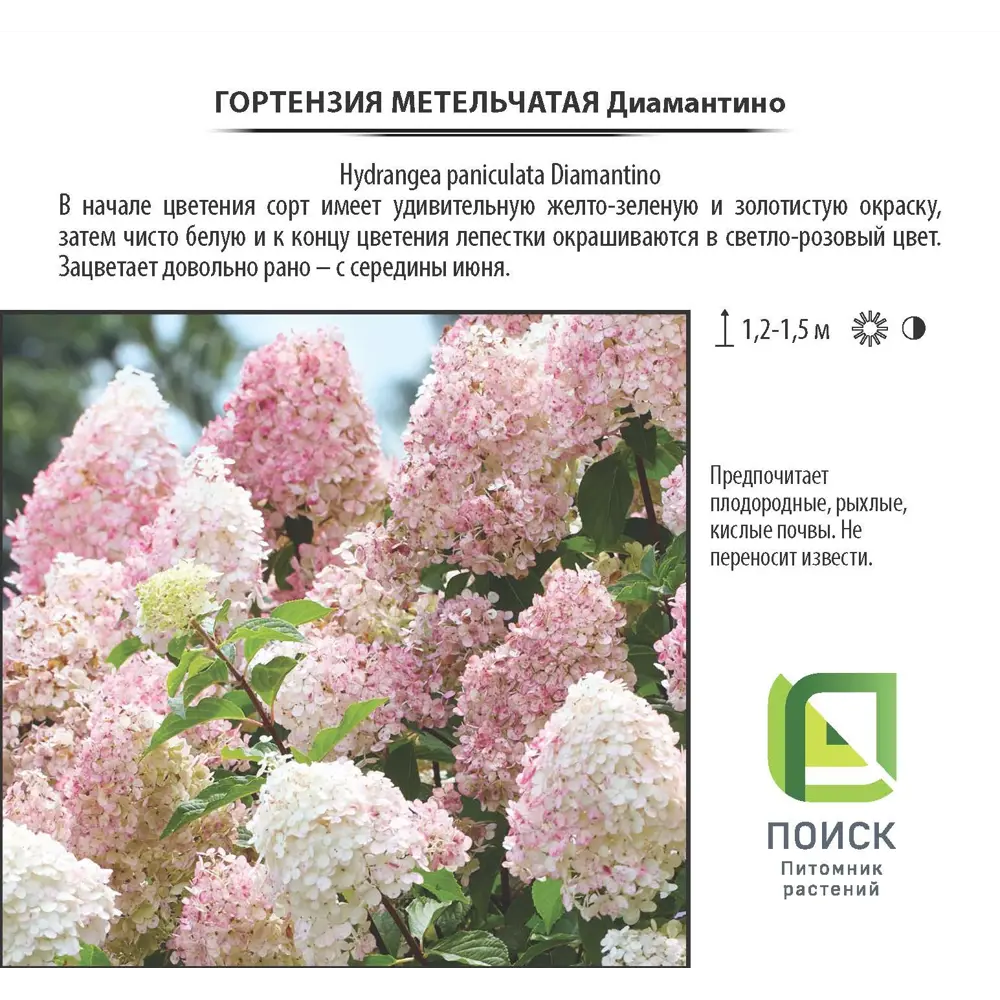 Гортензия Диамантино Santreyd - пышные метёлки с игрой оттенков 18016182 STLM-0009256 - Вид №1