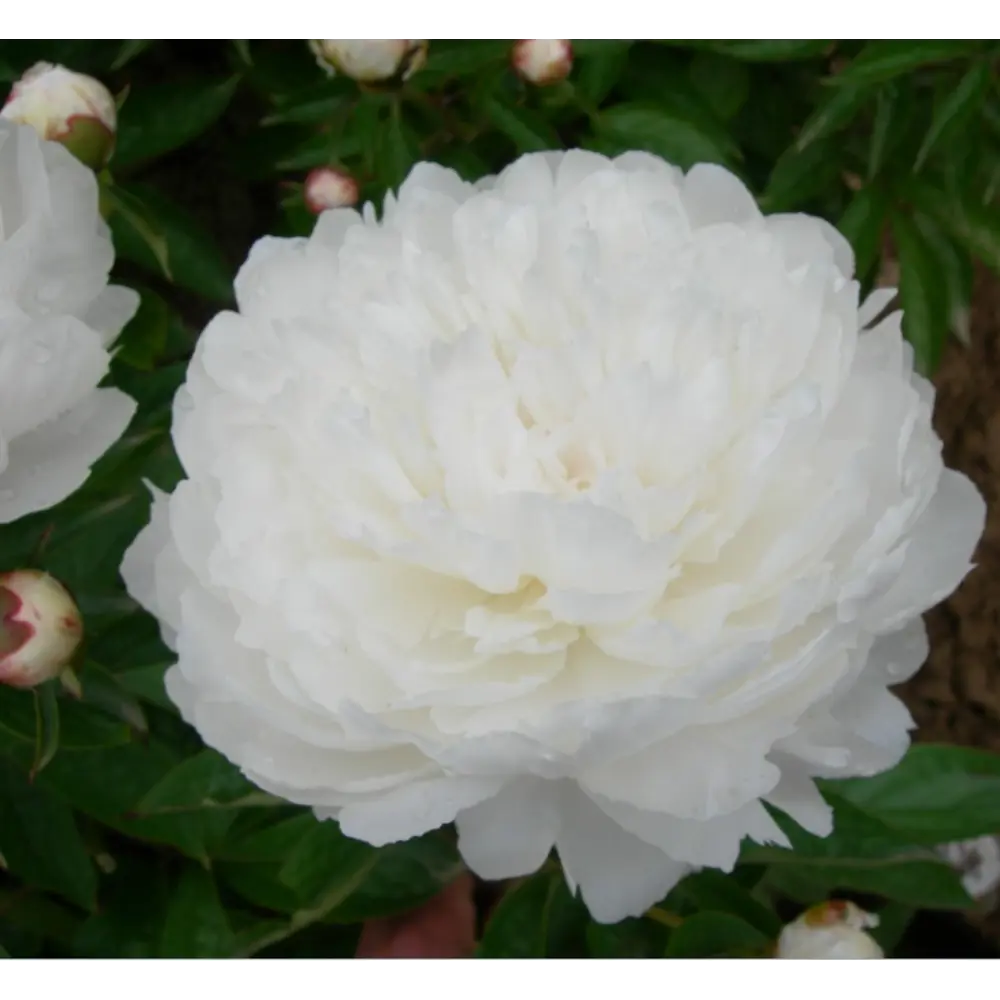 Пион травянистый Зефир в тубе 82539510 STLM-2100295 BLOOMING LIFE  - Вид №1
