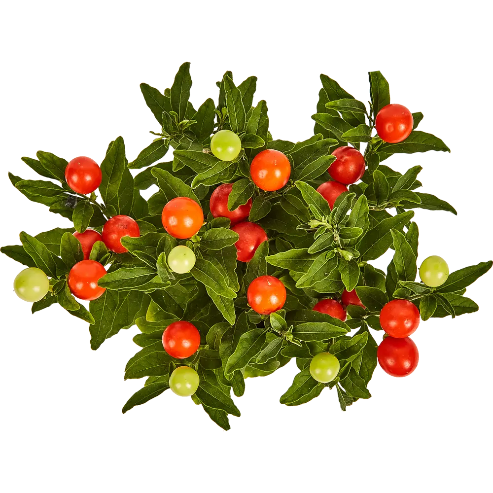 Солянум микс 10.5x25 см 82877367 STLM-2205983 Santreyd  - Вид №1
