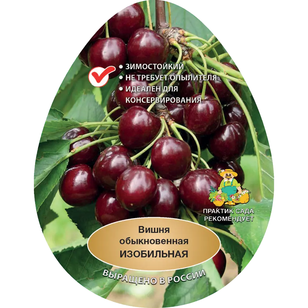 Вишня обыкновенная Изобильная h200 см Поиск Инвест 84399287 STLM-2151979 Santreyd 