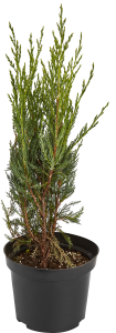 85440391 Можжевельник скальный Мун Глоу ø19 h30 см STLM-0062769 PLANTMARKET