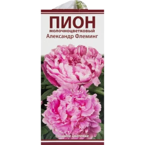 Пион молочноцветковый «Александр Флеминг», размер луковицы I 82319601 STLM-2112934