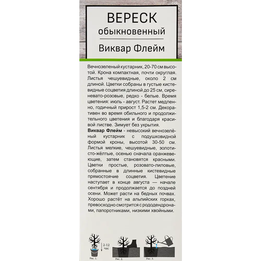 Вереск Виквар Флейм ø9 h39 см 83738715 STLM-2129584 Santreyd  - Вид №2