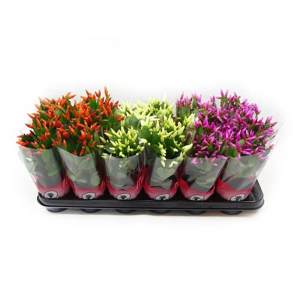 Santreyd Шлюмбергера микс - рождественский кактус для дома 18785846 STLM-0959920 - Вид №2