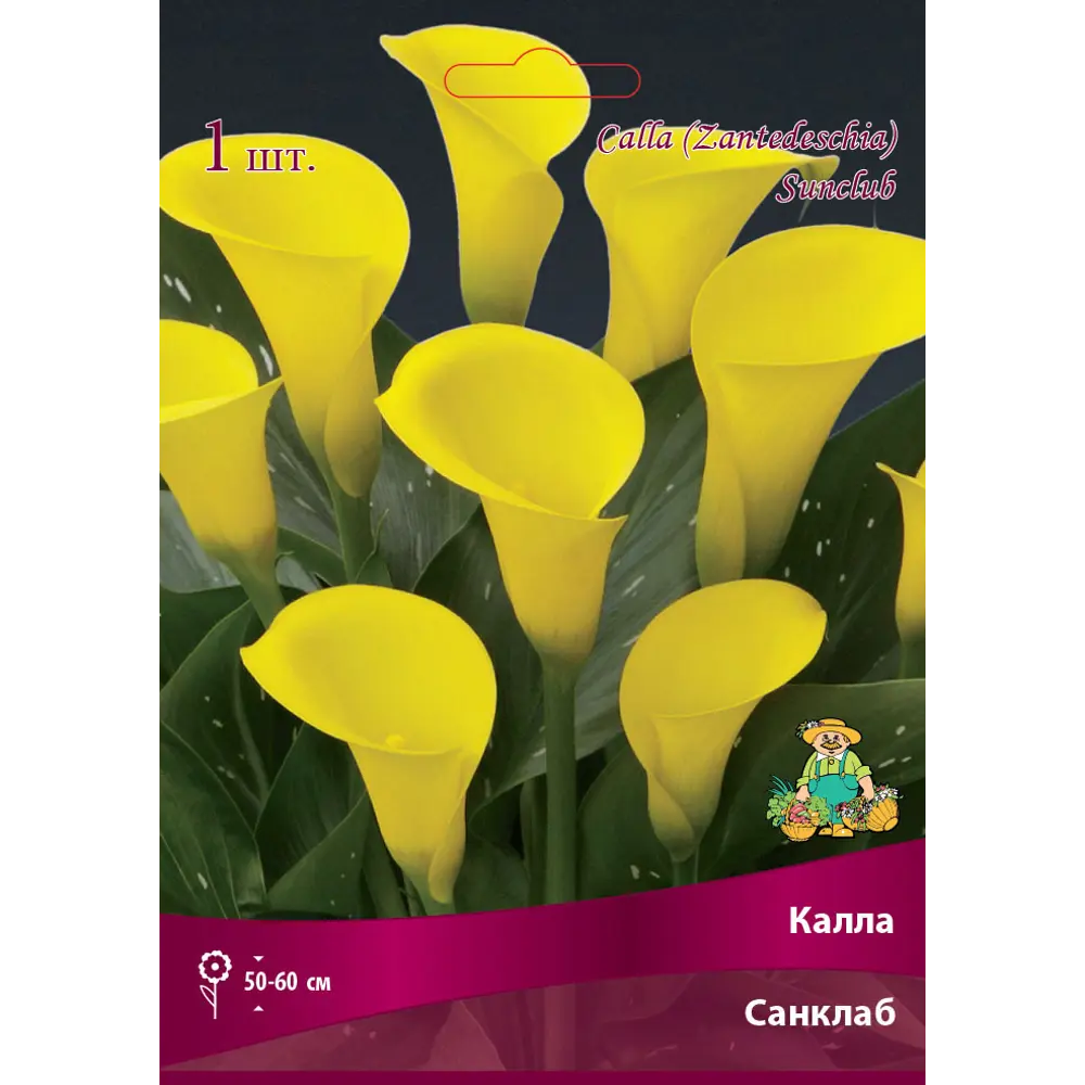 Калла Санклаб 14/16, 1 шт 82530356 STLM-2202788 Santreyd 