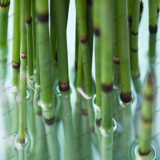 WP01700 Фотообои Verol Фотообои decoline 1х1 м