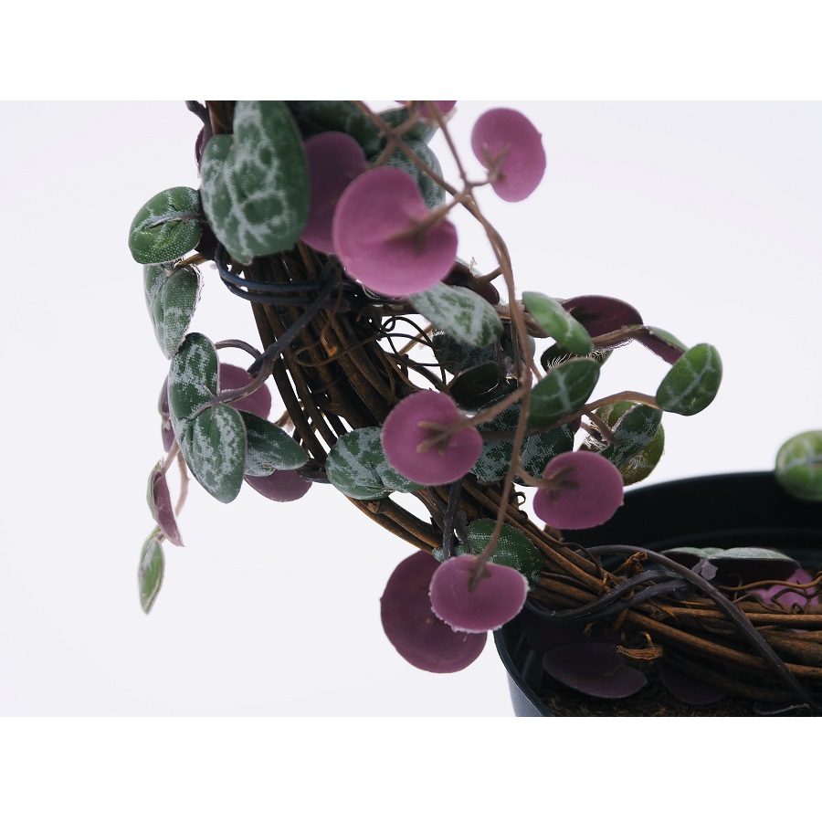 Церопегия искусственная Mr Plant 9012901 - Вид №2