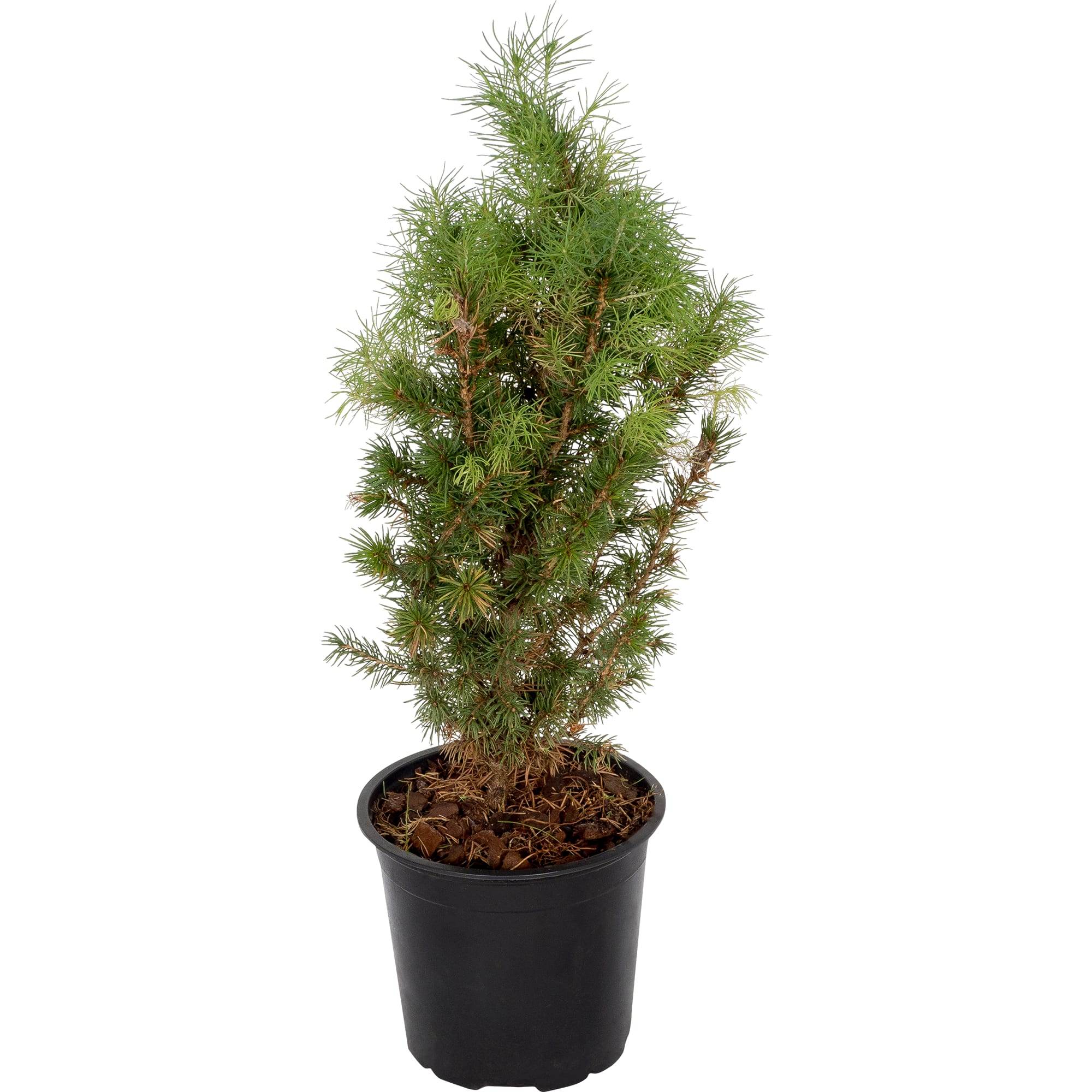 82219042 Ель Глаука «Коника» 1 л h35 см Santreyd 