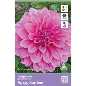 Георгина декоративная Артур Хамбли 89452411 STLM-2203748