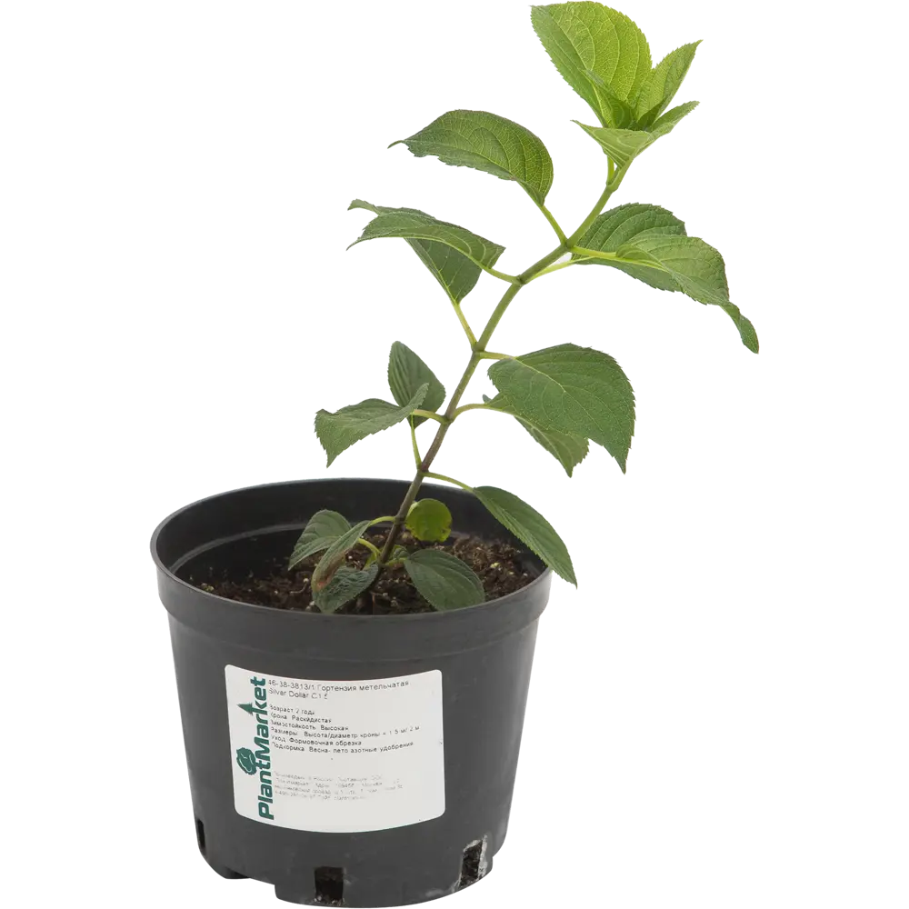 Гортензия метельчатая «Сильвер Доллар» C1.5 82174057 STLM-2020235 PLANTMARKET 