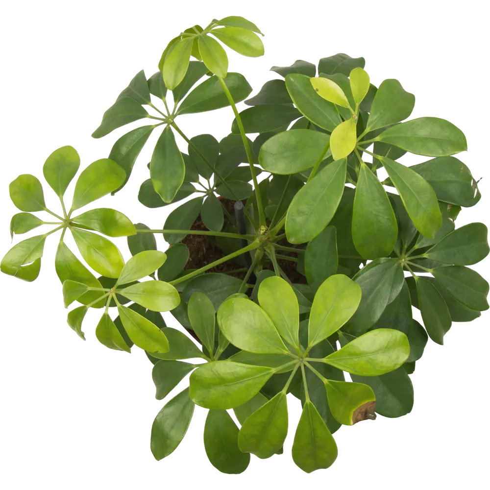 Santreyd Шеффлера Нора - вечнозеленая лиана для интерьера 82399606 STLM-0026481 - Вид №1