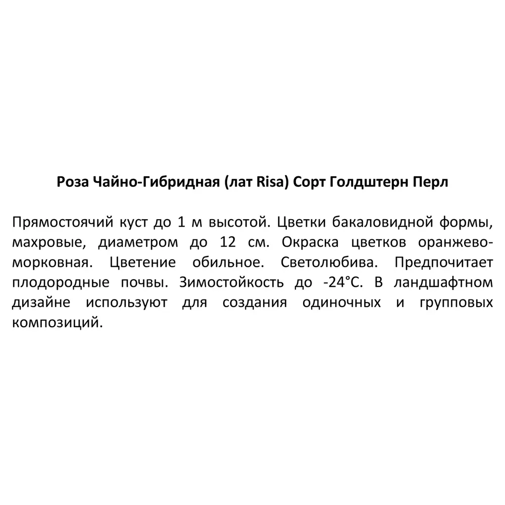 Роза чайно-гибридная Голдштерн Перл ø15 h30 см 85589150 STLM-2028451 Santreyd  - Вид №3